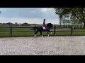 Dressage horse Lord Leopold