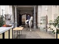 Cheval de chasse Verkocht; Lief dames paard te koop!