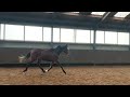Dressage horse ⚜️Sympathieke goed bewegende ruin ⚜️