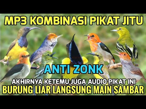 Audio Pikat Burung Kecil! Suara Pikat Sogon, Kemade, Sirtu, Prenjak Atas 100% Ampuh
