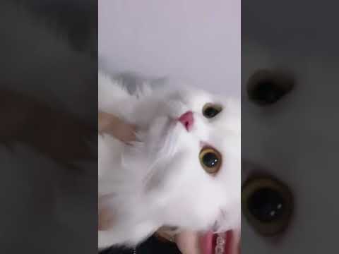 ไอ้ตัวเล็ก☺️|Bunnybun