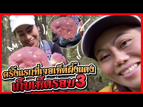 คลิปเก็บเห็ด3-ครั้งแรกที่เจอเห คลิปเก็บเห็ด3-ครั้งแรกที่เจอเห