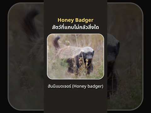 ฮันนีแบดเจอร์(Honeybadger)ส