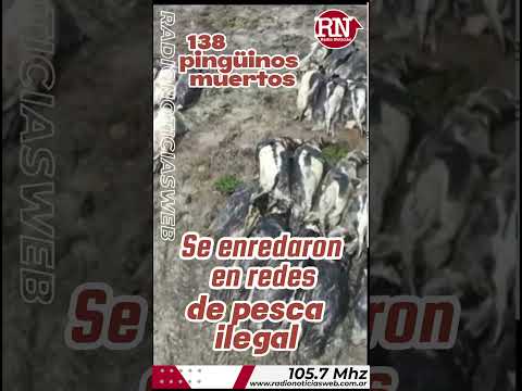 138 pingüinos muertos en las costas de Santa Cruz, Argentina