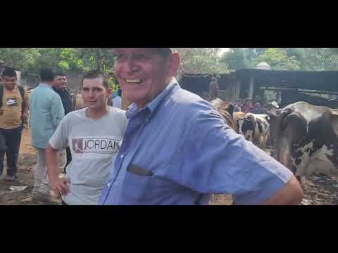 Vacas Paridas en San Miguel El Salvador On 26/04/2024