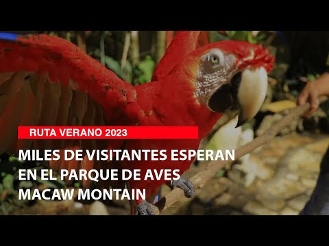 Miles de visitantes esperan en el parque de aves Macaw Montain