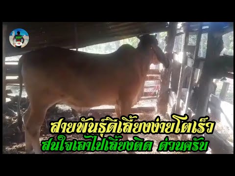 @เลี้ยงวัวสายพันธุ์ต่างๆ🐄วั