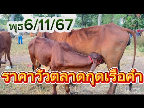 พาชมบรรยากาศซื้อขายวัวตลาดกุดเ