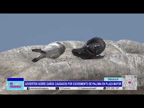 Trujillo: advierten sobre daños causados por excremento de paloma en Plaza Mayor