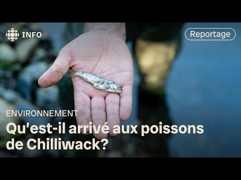 Saumons : des efforts anéantis par un déversement