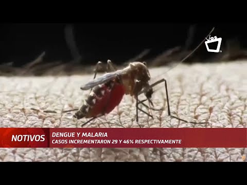 446 casos confirmados de dengue a nivel nacional