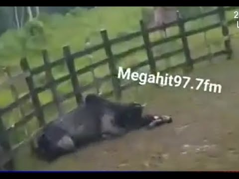 Un montador de toros sufrió una caída mortal durante las fiestas de Chontales