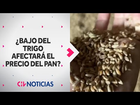 ¿Baja del precio del trigo afectará en el precio del pan? - CHV Noticias