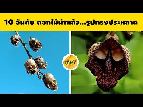 10-อันดับ-ดอกไม้น่ากลัว-ดอกไม้ 10-อันดับ-ดอกไม้น่ากลัว-ดอกไม้