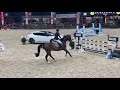 Show jumping horse 1 jarige tallentvolle sportmerrie Corlou PS x Kannan x Actionbreaker