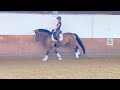Cheval de dressage 5 year old mare for sale