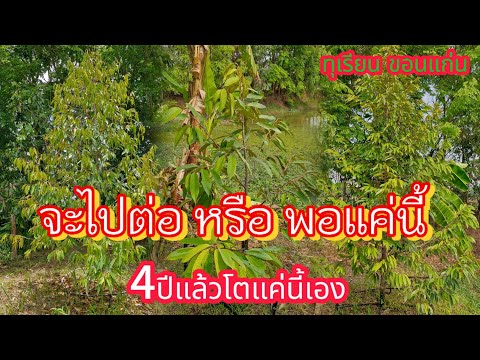 ปลูกทุเรียนขอนแก่น|ถ้าไม่เข้า