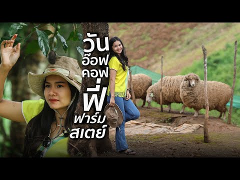 วัน-อ๊อฟคอฟฟี่-ฟาร์มสเตย์-แพทส วัน-อ๊อฟคอฟฟี่-ฟาร์มสเตย์-แพทส