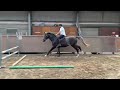 Show jumping horse 3 yrs old gelding by cohinoor