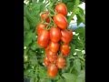 Помидоры: Когда нужно сажать томаты?