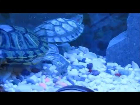 Red-cheeked turtles