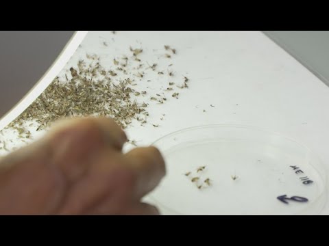 Behind the scenes of a North Texas mosquito lab