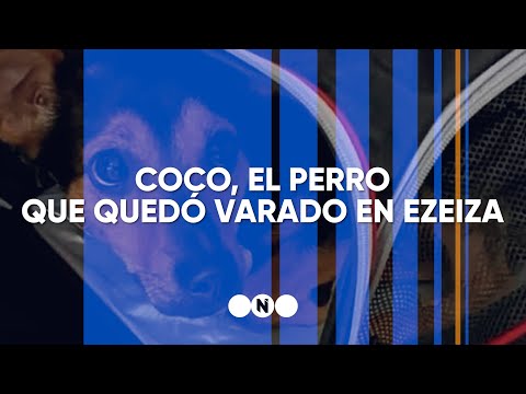 COCO, el PERRO que QUEDÓ VARADO en EZEIZA - Telefe Noticias