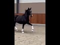 Dressuurpaard Getalenteerd dames paardje v. Glamourdale te koop!