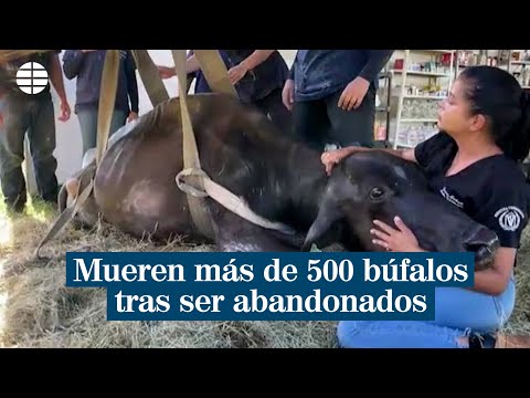 Mueren más de 500 búfalos tras ser abandonados por su dueño