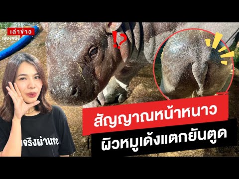 สัญญาณหน้าหนาวของแท้หมูเด้งผิ