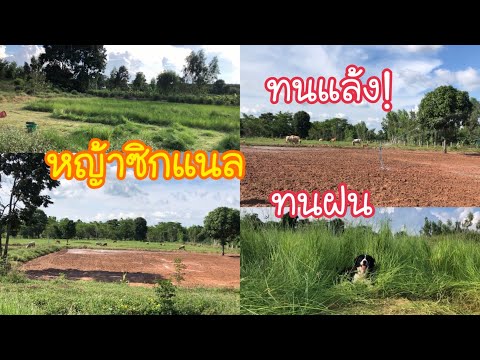 หญ้าซิกแนล-ปลูกง่ายโตไว-มาดูกา หญ้าซิกแนล-ปลูกง่ายโตไว-มาดูกา