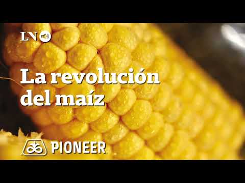 El silaje de maíz, clave para la alimentación animal - La Revolución del Maíz