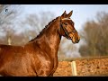 حصان الفروسية Basispaard met fijn karakter