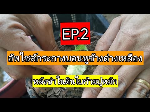 EP.2ภาคต่อต้นอ่อนบอนหูช้างด่