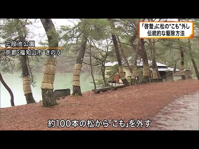 Image of Metode Tradisional Pengendalian Hama Kyoto: Melepaskan Anyaman Jerami Saat Serangga Mulai Bergerak