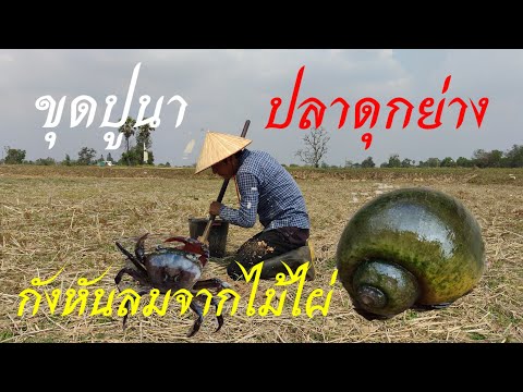 ขุดปูนาปลาดุกย่างกังหันลมจาก