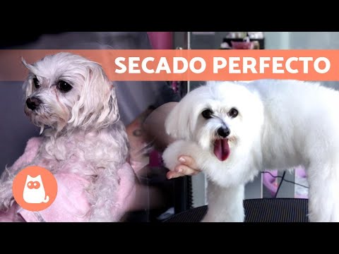 ¿Cómo SECAR el PELO a un PERRO ?? (según el TIPO de PELO)