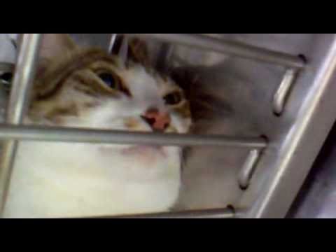 Video: Ir katės moka keiktis - 
