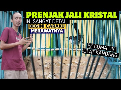 INI SANGAT DETAIL SEKALI ‼️ MERAWAT BURUNG PRENJAK JALI KRISTAL GACOR