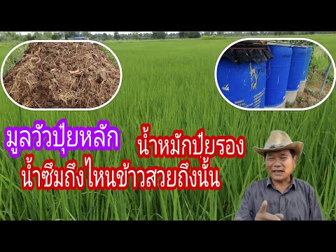 ข้าวใช้มูลวัวปุ๋ยหลักน้ำหมักปุ ข้าวใช้มูลวัวปุ๋ยหลักน้ำหมักปุ