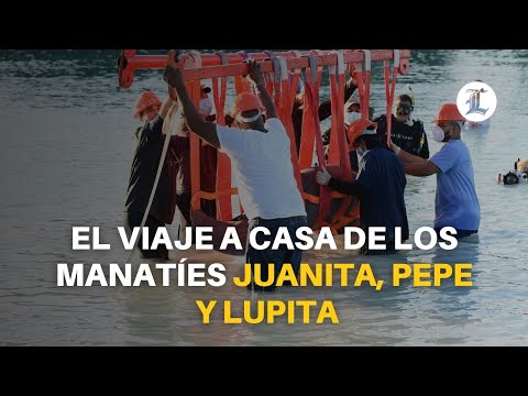 Medio Ambiente retira malla para que Juanita, Pepe y Lupita puedan desplazarse en mar abierto