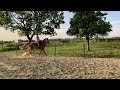 Show jumping horse 5 jarige vosmerrie te koop