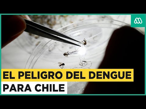 ¿Cómo prevenir el contagio? El peligro del dengue para Chile