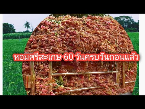 หอมแดงศรีสะเกษอายุครบ60วัน