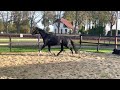 حصان الفروسية Schitterende mooie 7 jarige zwarte merrie