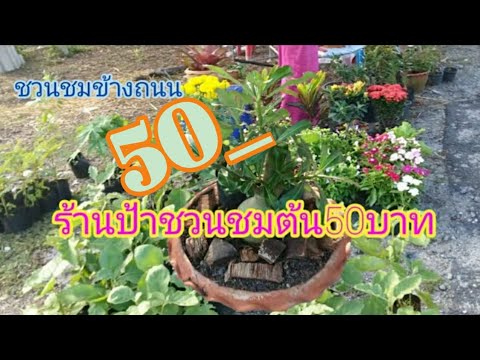 ชวนชมต้นละ50|ร้านขายชวนชม|ชวนช ชวนชมต้นละ50|ร้านขายชวนชม|ชวนช