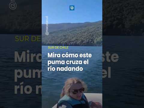 Mira como este puma cruza el río nadando en el sur de Chile