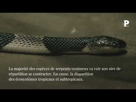 Dérèglement climatique : vers une migration en masse des serpents venimeux