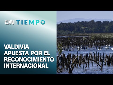 Postulan a Valdivia como ciudad humedal | CNN Tiempo