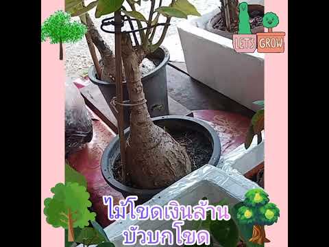 บัวบกโขด-ไม้ประดับยอดนิยม-ไม้โ บัวบกโขด-ไม้ประดับยอดนิยม-ไม้โ